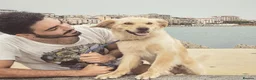 Mixed Breed dogs for stud: Toffee  in London - Advert 1
