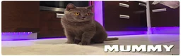 Scottish Fold cats for sale: Scottish Fold kittens - Advert 12