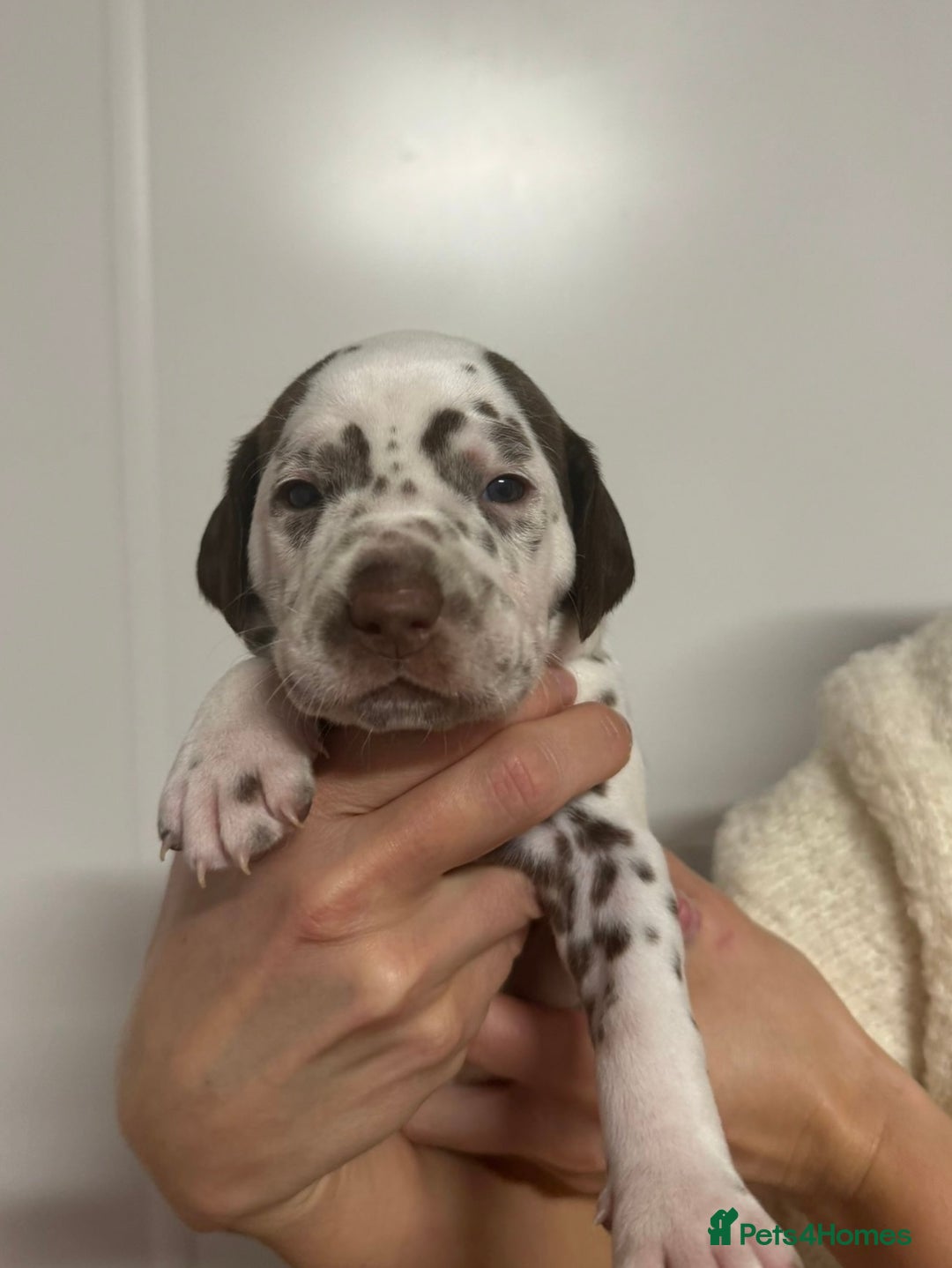 Dalmatian dogs for sale: Liver spotted Dalmatians  - Advert 14