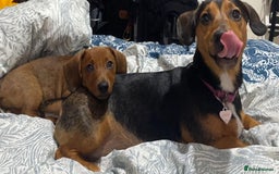 Dachshund dogs for sale: Miniature dachshund cross jack Russell  - Image 6