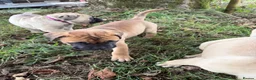 Bullmastiff dogs for sale: Beautiful Bullmastiff Puppies – 2 Boys & 3 Girls - Advert 15