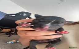Mixed Breed dogs for sale: Presa canario cross cane corso pups - Image 7