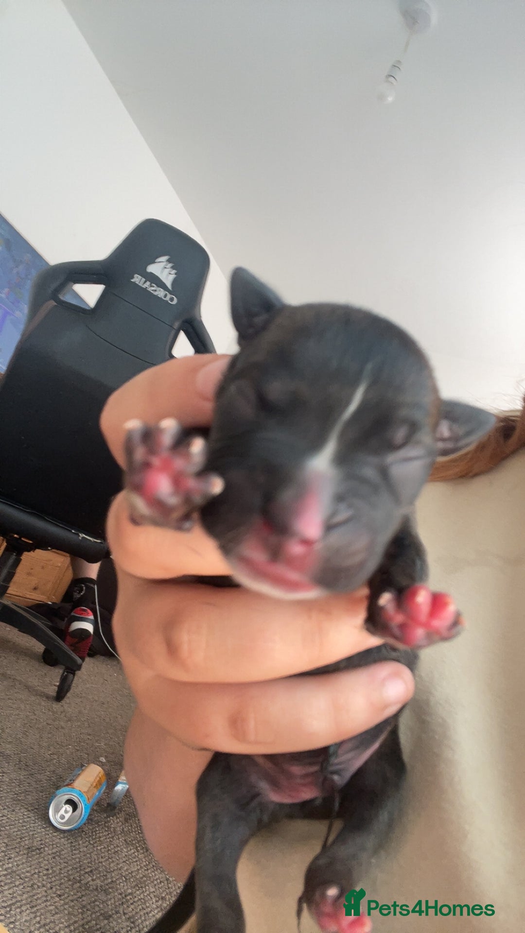 Mixed Breed dogs for sale: Presa canario cross cane corso pups - Image 7