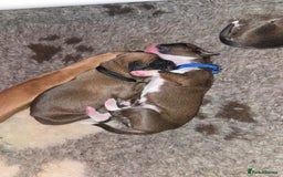Boxer dogs for sale: Boxer puppies - Image 6