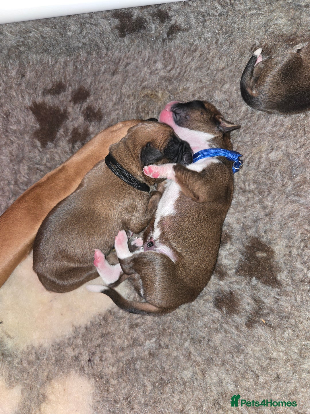 Boxer dogs for sale: Boxer puppies - Image 6