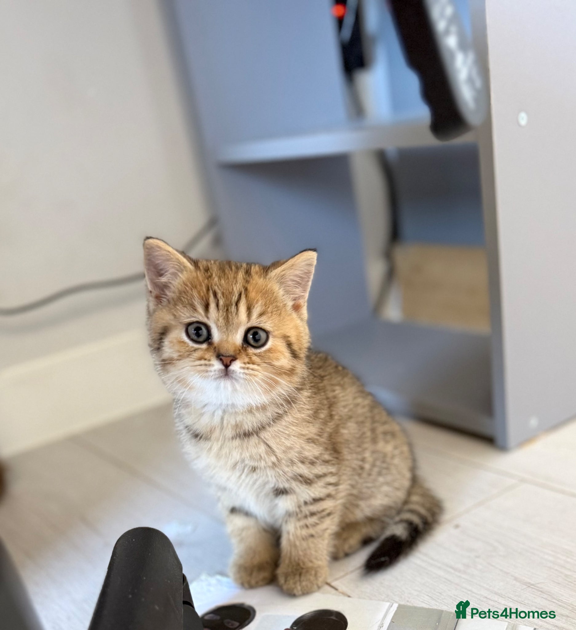 Scottish Fold cats Ready to leave today !!🥰🥰 - Advert 1
