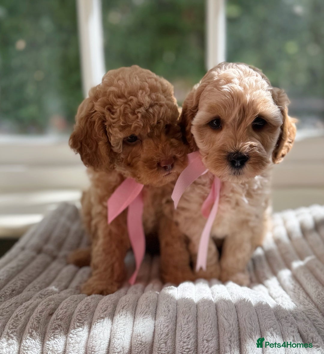 Cavapoo dogs for sale: F1b health tested cavapoo - Image 10