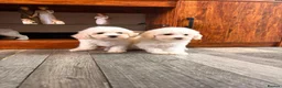 Maltipoo dogs for sale: F1B fully vaccinated maltipoo puppies - Advert 10