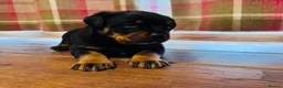 Rottweiler dogs for sale: KC Registered Rottweiler Babies 🐾🐾🐾 - Advert 6