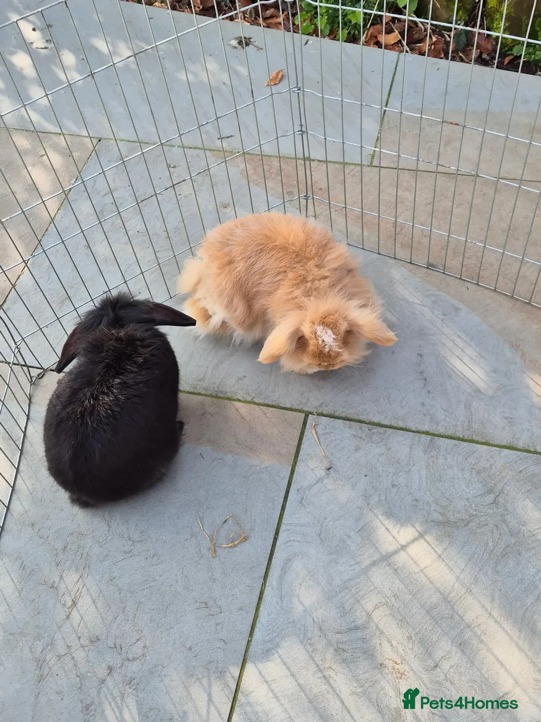 Lionhead rabbits for sale: 2 pure bred lionhead rabbits perfectly healthy - Advert 1