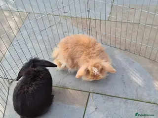 Lionhead rabbits 2 pure bred lionhead rabbits perfectly healthy - Advert 1