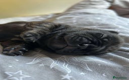 Frug dogs for sale: Beautiful F1 boy Frug - Image 4