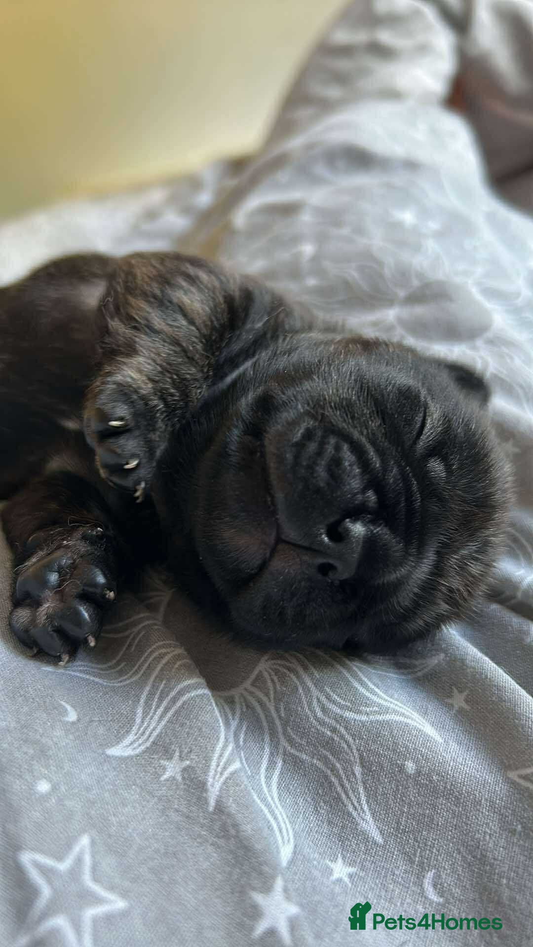 Frug dogs for sale: Beautiful F1 boy Frug - Image 4