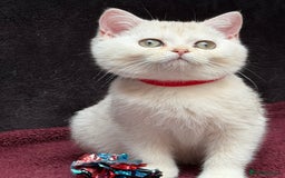 British Shorthair cats for sale: British shorthair kittens golden silver TICA - Image 12