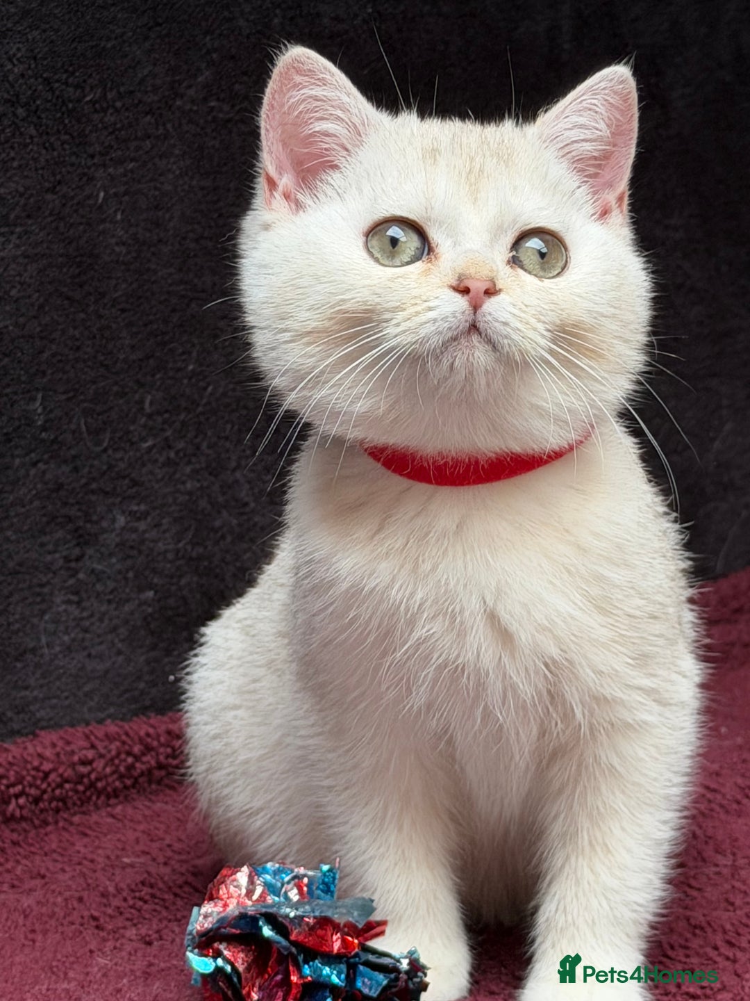 British Shorthair cats for sale: British shorthair kittens golden silver TICA - Image 12