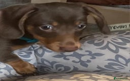Miniature Dachshund dogs for sale: Mini dachshund  - Image 21
