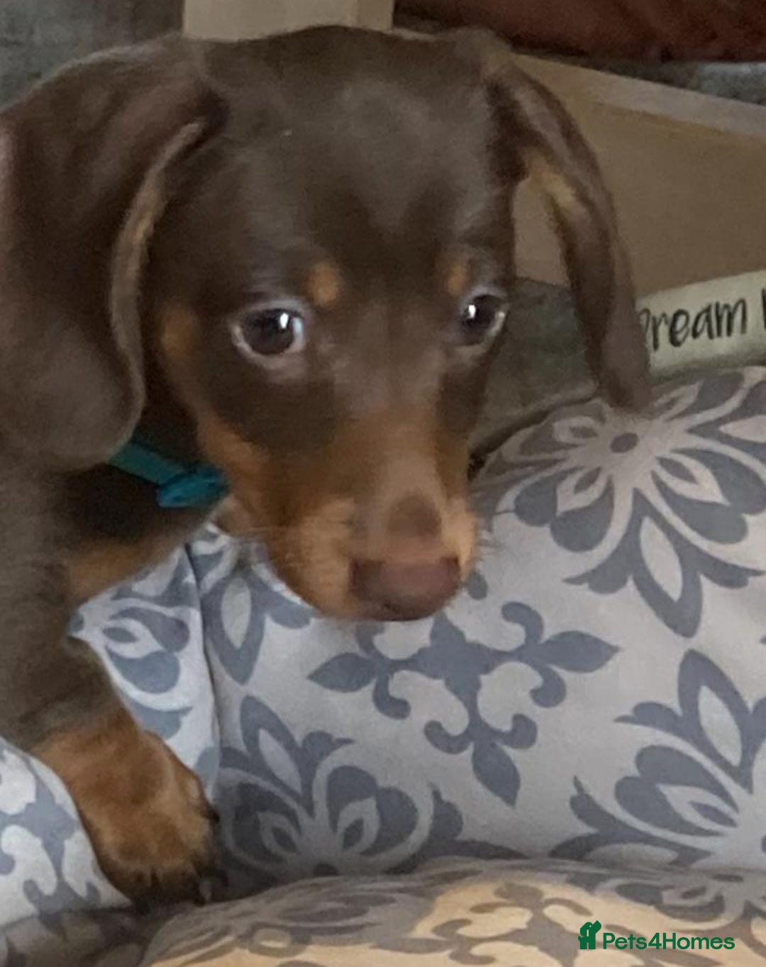 Miniature Dachshund dogs for sale: Mini dachshund  - Image 21
