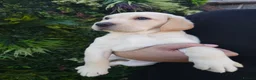 Labrador Retriever dogs for sale: 🐾 Labrador Puppies for Sale 🐾 in Folkestone - Advert 22