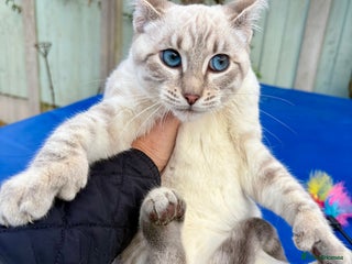 Keetso cats Superb polydactyl girl - Advert 16