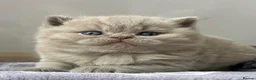 British Shorthair cats for sale: Lovely lilac British shorthair kittens. - Advert 7