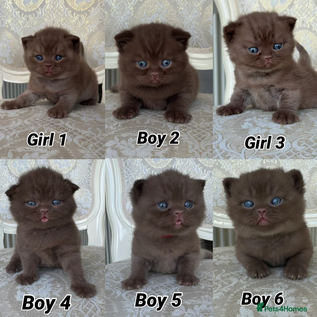 British Shorthair cats for sale: Exceptional FIFe Registered BSH Kittens - Advert 1