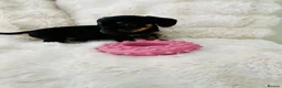 Mixed Breed dogs for sale: miniature dachshunds+French bulldog in Cardiff - Advert 15