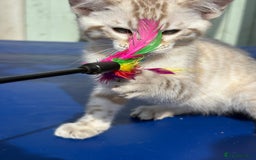 Savannah cats for sale: Superb snow leopard boys - Image 14