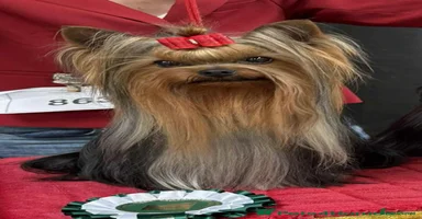 Yorkshire Terrier dogs - Advert 6