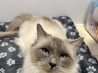 Ragdoll cats PHENOMENAL RAGDOLL QUEEN - Advert 14