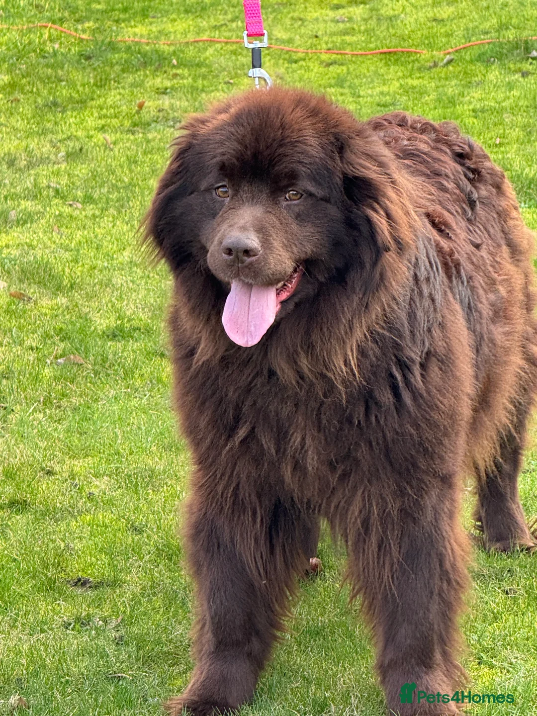 Newfoundland dogs for sale: Beautiful brown Newfoundland girl  - Advert 3