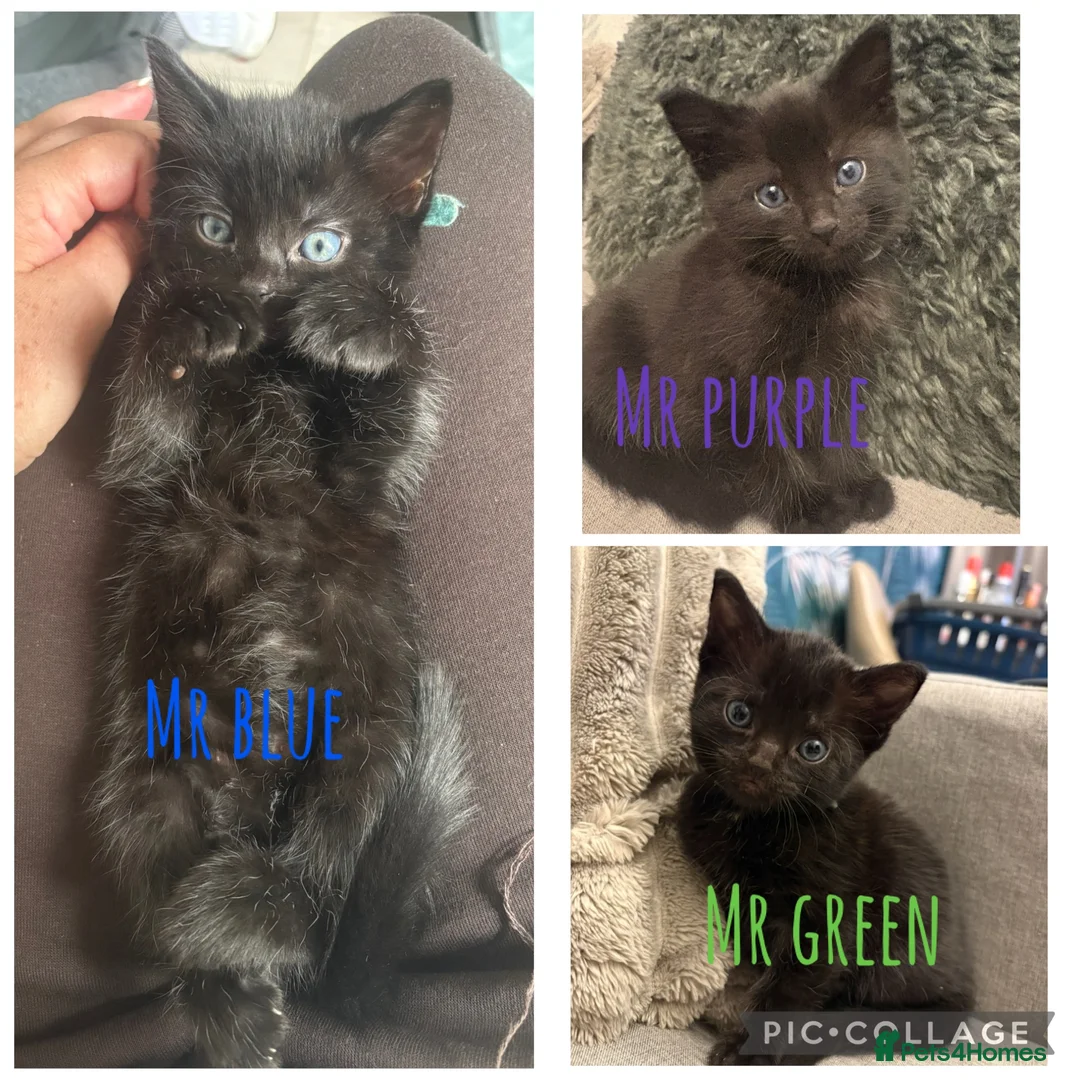 Mixed Breed cats for sale: 6 beautiful kittens - Advert 1