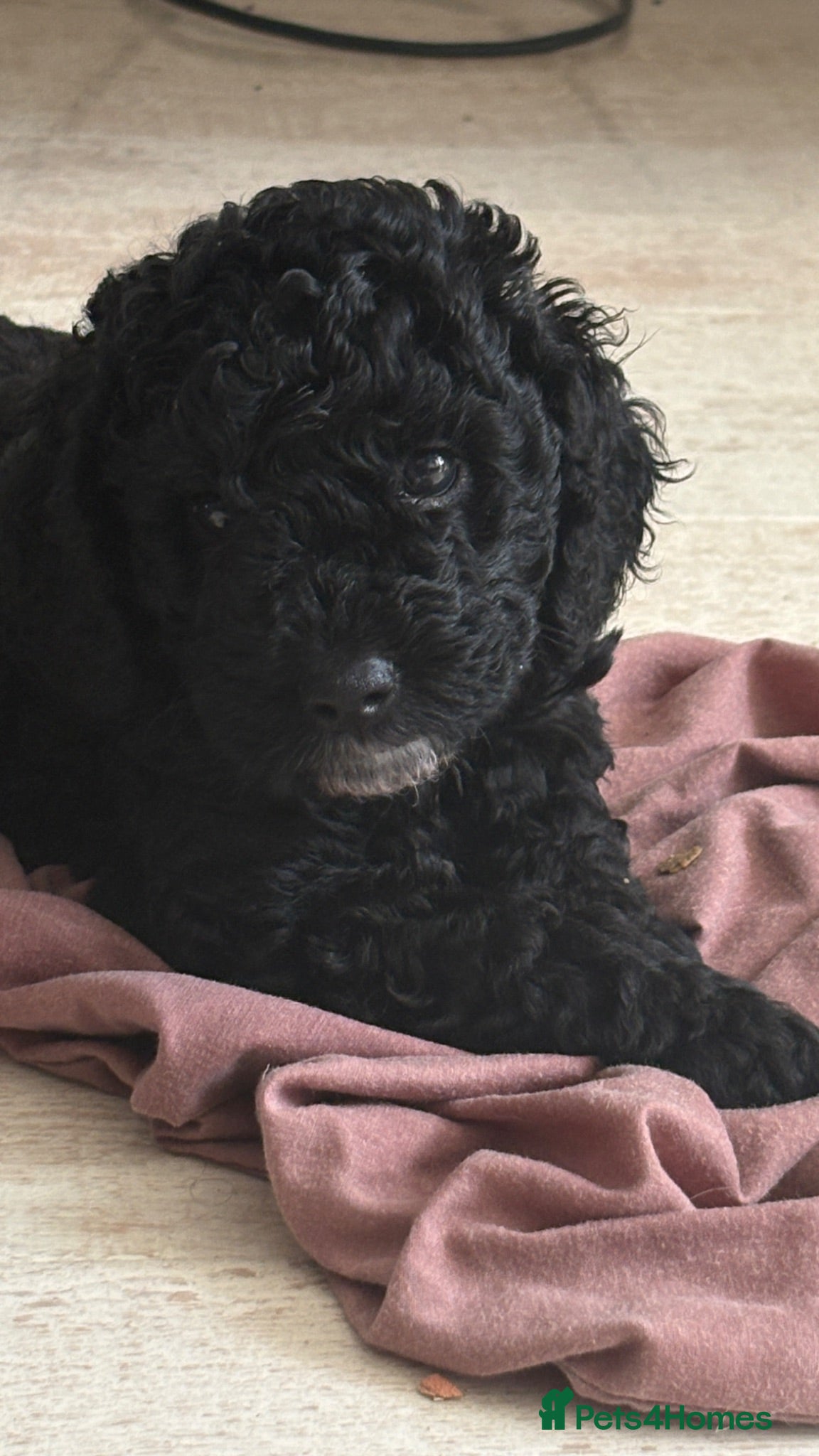 Cockapoo dogs Real life Teddy Bears! F1B cockapoo miniature - Advert 18