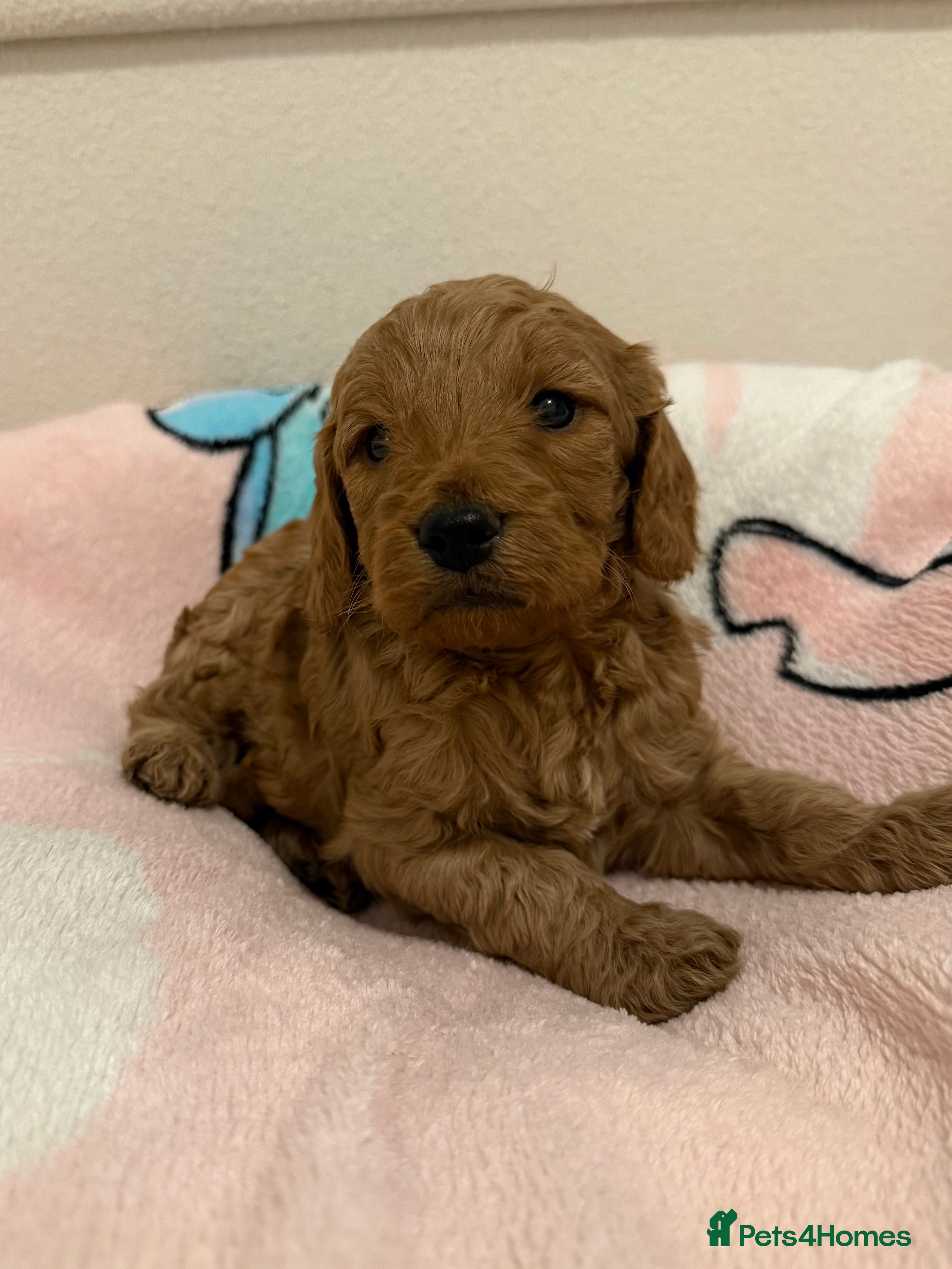 Cockapoo dogs 4 Beautiful Boys F1 Cockapoo puppies - Advert 3