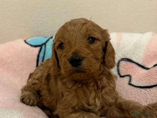 Cockapoo dogs 4 Beautiful Boys F1 Cockapoo puppies - Advert 5