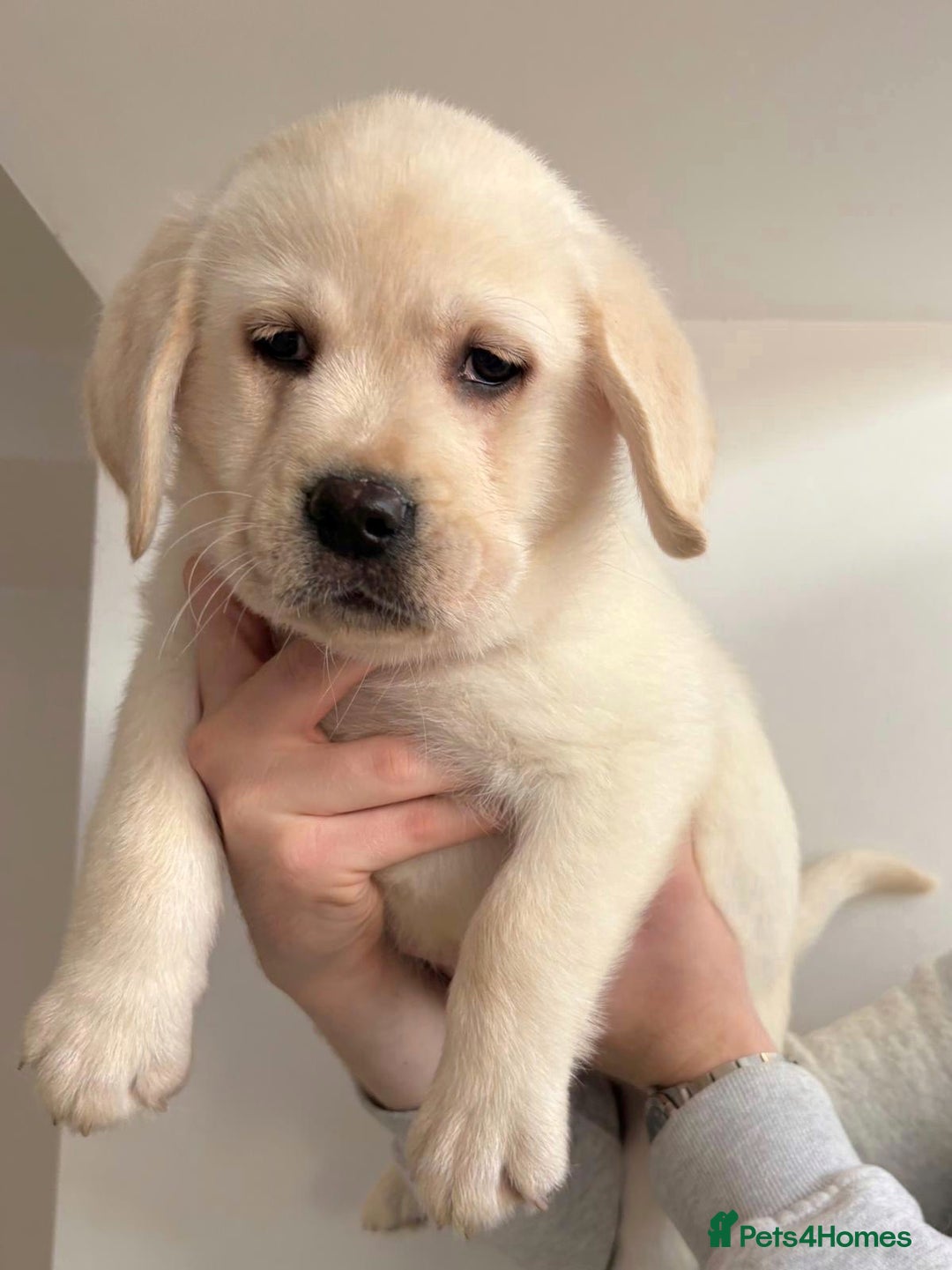 Labrador Retriever dogs for sale: Ready To Leave, 12 Weeks Old & Fully Vaccinated - Advert 4