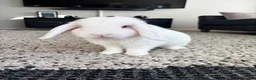 Dwarf Lop rabbits for sale: Bugsy  - Advert 8