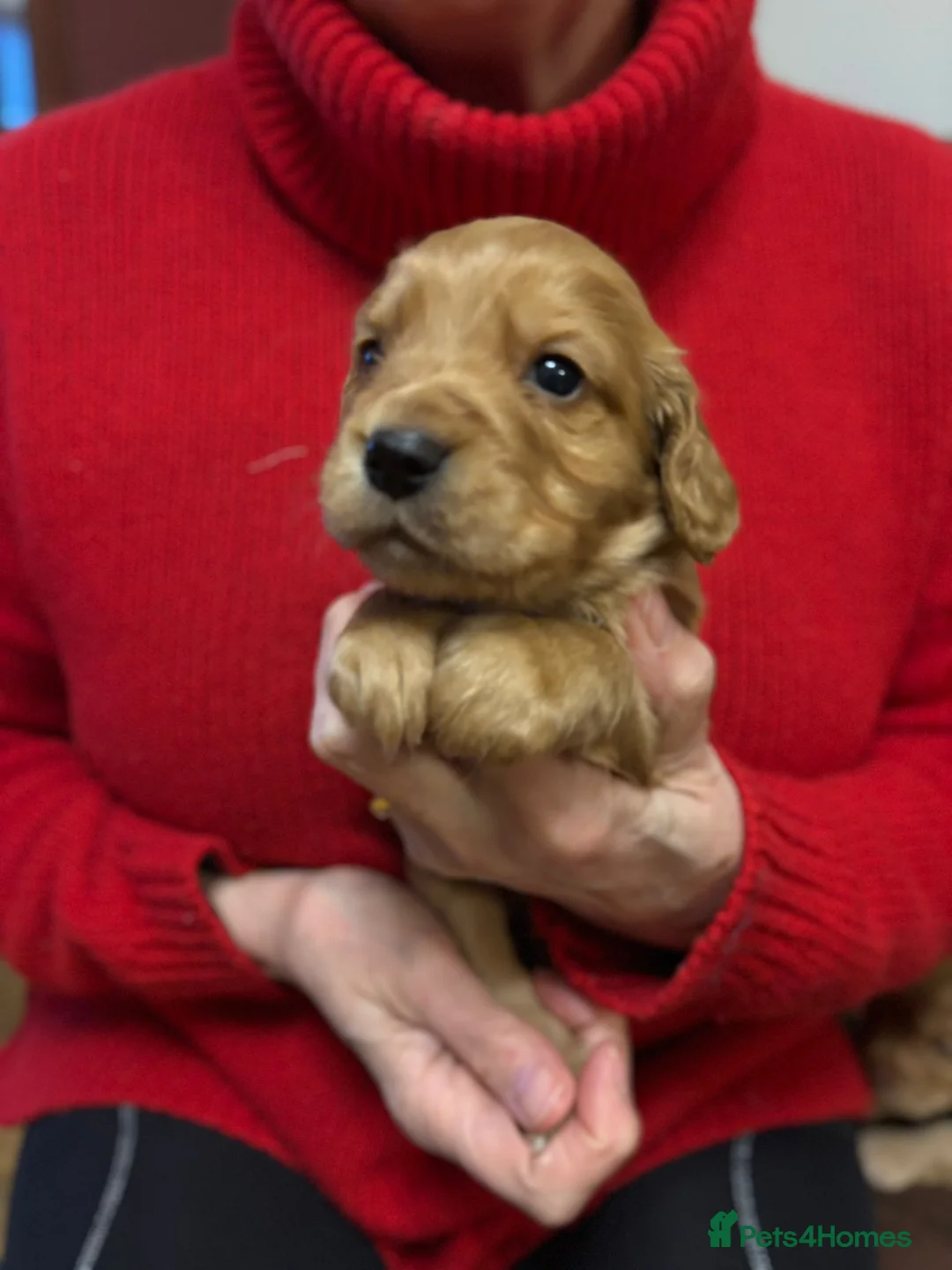 Cocker Spaniel dogs for sale: KC Registered Working Cocker Spaniel Puppies  - Advert 4