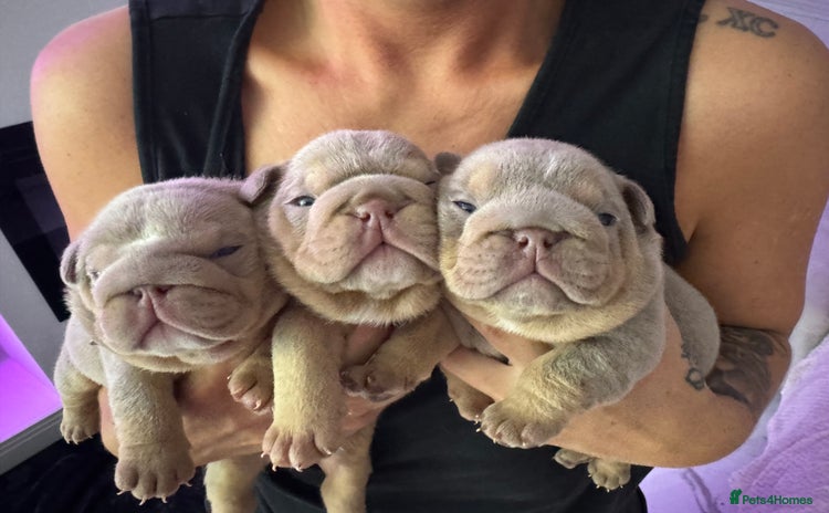 English Bulldog dogs - Advert 1