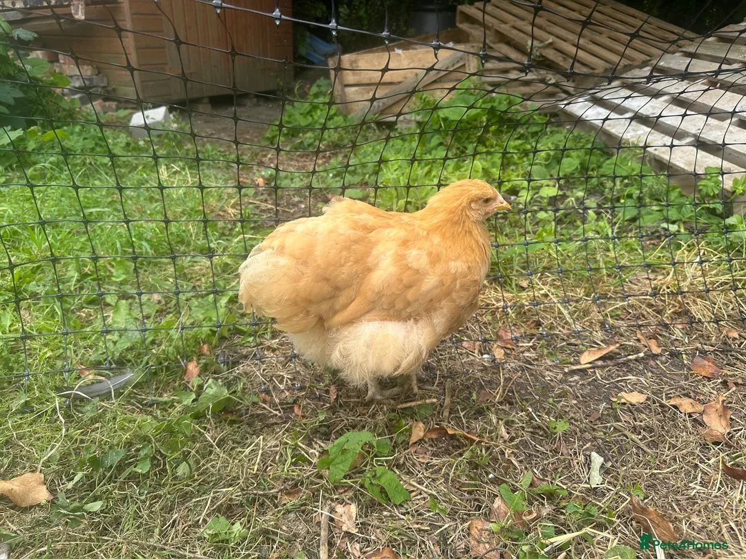 Chickens poultry for sale: Buff Orpington’s and Black copper maran in Loughborough - Advert 2