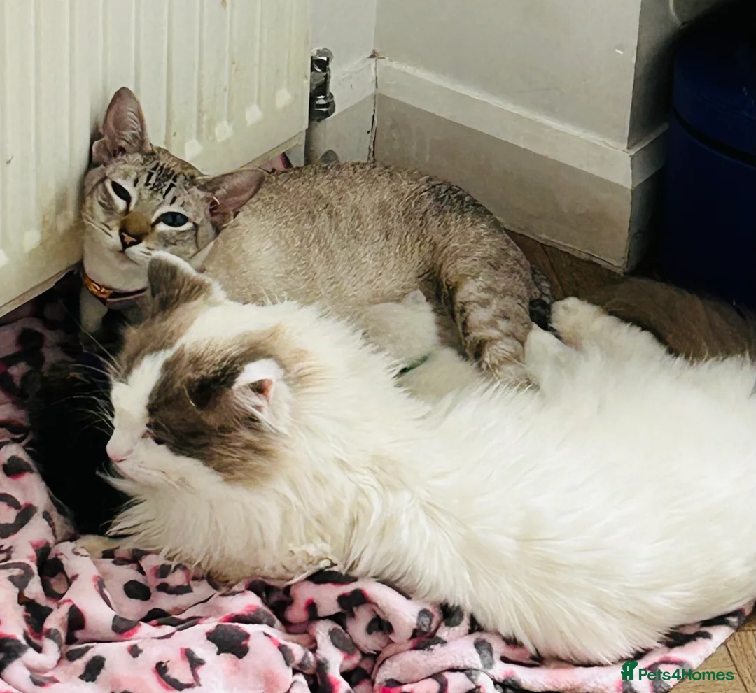 Ragdoll cats for sale: Ragdoll X Siamese - Advert 2