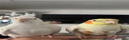 Cockatiels birds for sale: 4x mixed coloured cockatiles - Advert 14
