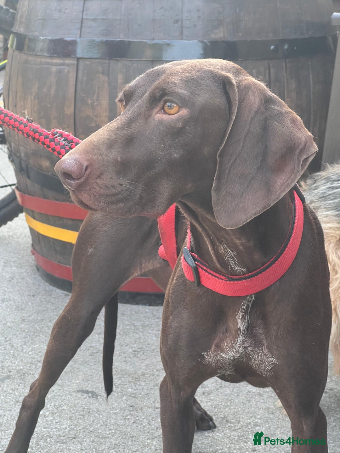 German Shorthaired Pointer dogs for adoption: Rucha, female German Shorthaired Pointer, aged 2 - Image 16
