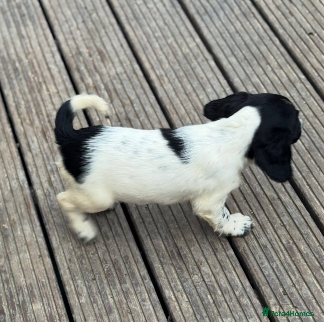English Springer Spaniel dogs for sale: KC Calm English Springer Spaniel Puppies - Image 16