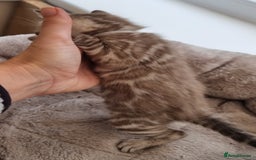 Bengal cats for sale: TICA Registered Bengal Kittens–Ready End Nov 25 - Image 14