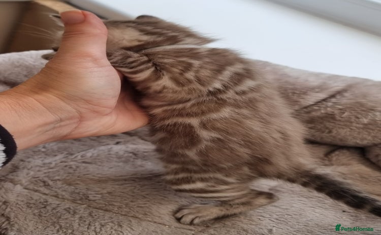 Bengal cats - Advert 4