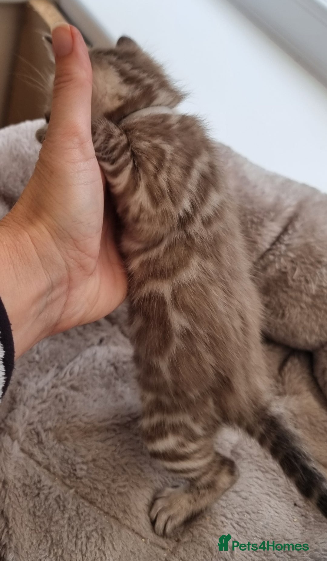 Bengal cats for sale: TICA Registered Bengal Kittens–Ready End Nov 25 - Image 14