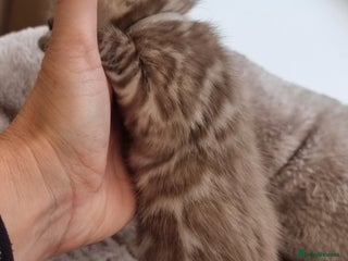 Bengal cats - Advert 11