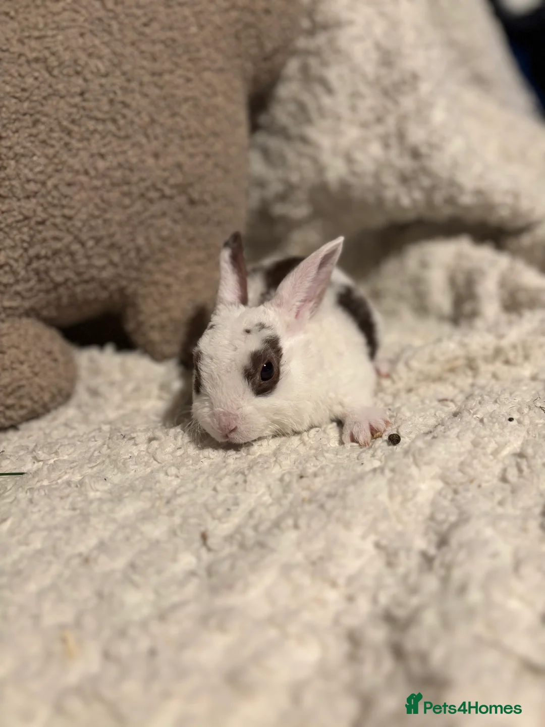 Rex rabbits for sale: Mini Rex x mini plush lop babies  - Advert 3