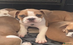 Dorset Olde Tyme Bulldogge dogs for sale: Bulldog puppy - Image 6