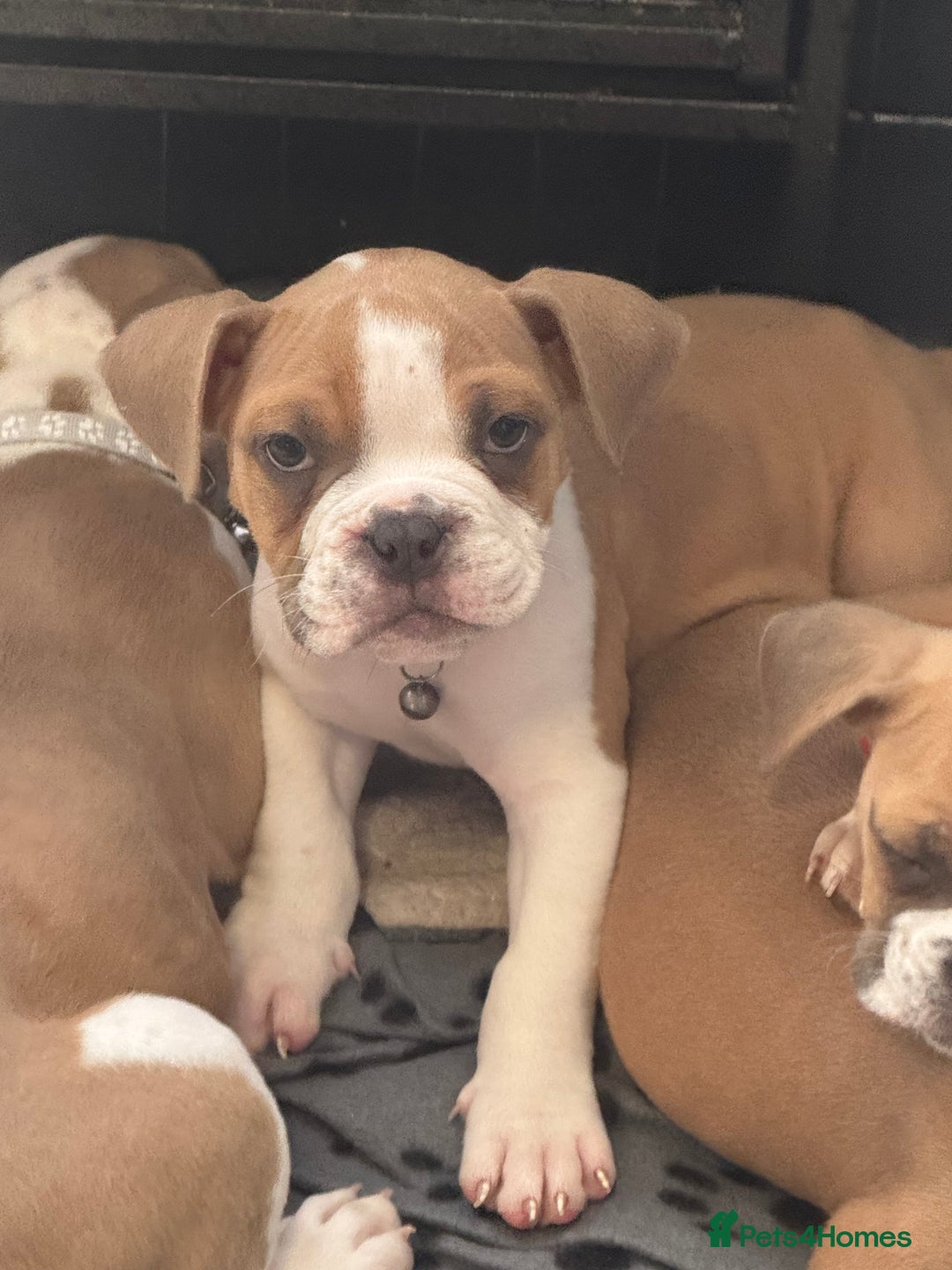 Dorset Olde Tyme Bulldogge dogs for sale: Bulldog puppy - Image 6